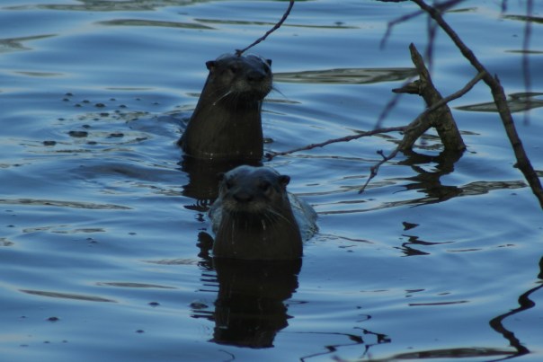 Otters at Pickering Creek 014